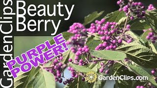 Beauty Berry  Calycarpus bodinieri  Purple berries [upl. by Aitel]