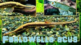 Farlowella acus Kner 1853 HD twig catfish  Aquarium Porte Dorée Paris  052015 [upl. by Aenad]