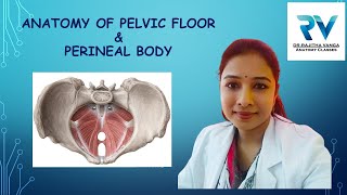 Anatomy of Pelvic Diaphragm amp Perineal Body by Dr Rajitha Vanga [upl. by Aneleve]