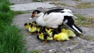 Muscovy Ducklings [upl. by Juditha]