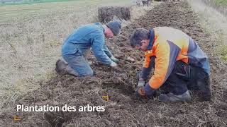 Comment réussir sa plantation de haie champêtre [upl. by Wane866]