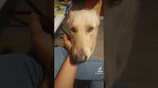 Funny German Shepherd Dog videos germanshepherddiary cutedog dogs [upl. by Atirma]