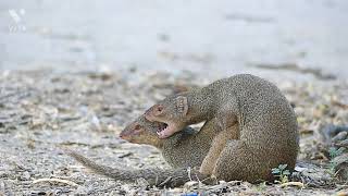 mating mongoose 2 [upl. by Divod]