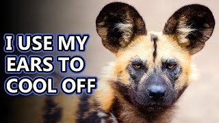 African Wild Dog facts the painted wolf  Animal Fact Files [upl. by Epilef]