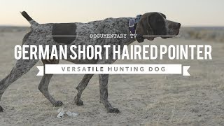 German Shorthaired Pointer Temperament and Personality Traits [upl. by Newcomer]