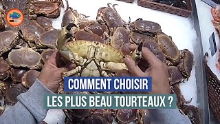 Comment choisir les tourteaux  Mâle ou Femelle [upl. by Idas448]