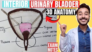 interior of urinary bladder anatomy  trigone of urinary bladder  urinary bladder interior anatomy [upl. by Emiatej968]