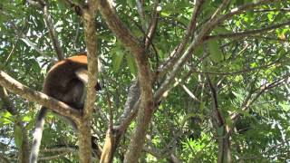 Longtailed Macaque [upl. by Imefulo]