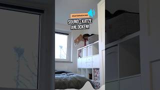 Katzensound 🎵 Sound zum Katze anlocken katzenwissen katzenliebe katzenleben katzenaufyoutube [upl. by Tyrrell]