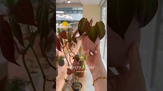 Philodendron Micans 필로덴드론미칸 행잉식물 [upl. by Jacenta]