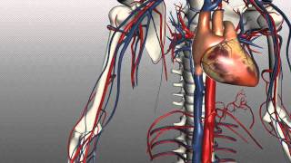 Veins of the body  PART 1  Anatomy Tutorial [upl. by Kraft575]