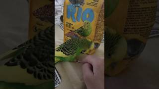 Пушистик защищает quotподружкуquot😅🦜cutebudgie funnypets cute смешныеживотные parakeet funny [upl. by Norreg220]