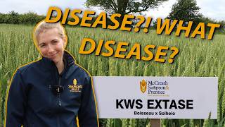 KWS Extase Winter Wheat Variety 2024 Unrivalled Untreated Yield once AGAIN [upl. by Eillac493]