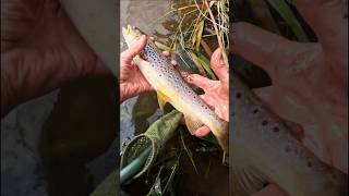 Wet fly trout thrills flyfishing outdoors relaxation [upl. by Aicenat]