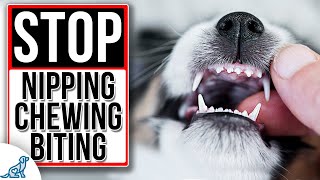 How to stop PUPPY BITING amp NIPPING [upl. by Pearl435]