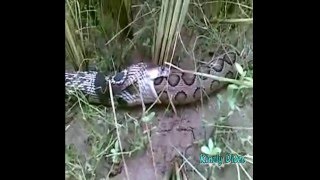 King Cobra Attack viper in Paddyfield [upl. by Nepsa]