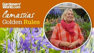 Caring for camassias  Golden Rules [upl. by Ardnoed]