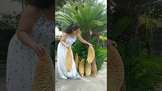 cycass big ang strange fruitcycas [upl. by Naujad]