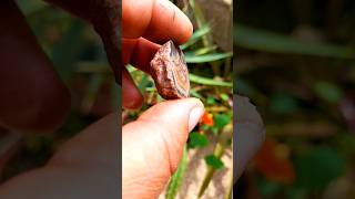 one of my first agates agates achat rockhounding geology geode nature [upl. by Huang896]