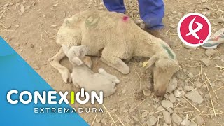 Posible nuevo foco de lengua azul en Extremadura  Conexión Extremadura [upl. by Sand]