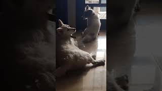 Tipu Bruno ytshorts doglover youtube cute pets petlovers viral shorts treading [upl. by Nyltak]