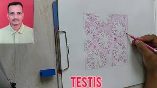 HISTOLOGY OF TESTIS  HOW TO DRAW HISTOLOGICAL DIAGRAM OF TESTIS BY DR YOGESH GANORKAR [upl. by Flori]