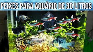 Peixes para Aquário de 30 litros ou mais Sugestão [upl. by Aihsek]