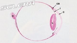 Sclera  Sub ENG   Anatomy and Histology part 1 [upl. by Burhans]