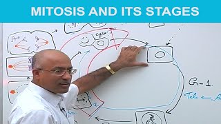 Mitosis and Its Stages  Phases of Mitosis 👨‍⚕️ [upl. by Lissi]