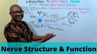 The Nervous System Part 2  Action Potential Crash Course Anatomy amp Physiology 9 [upl. by Yntruoc9]