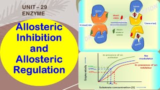 Allosteric Enzyme Inhibition IB Biology [upl. by Laitselec]