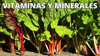 Las Increíbles VITAMINAS y MINERALES de las Acelgas  Beneficios y Tipos de ACELGAS [upl. by Odrude]