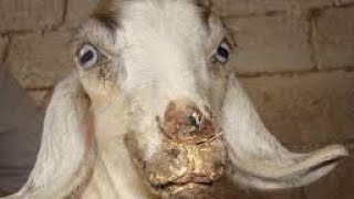 contiguous ecthyma in goat its treatment source and prevention [upl. by Earased]