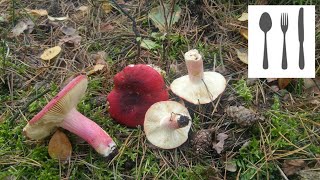 Gołąbek śledziowywinny Russula xerampelina Jaworzno [upl. by Zabrina713]