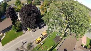 ABATTAGE 1 ORME 100 ANS🌿 Arborist  Élagueur 🌲🌳 DÉMONTAGE darbres à Québec arb crazy tree Qc [upl. by Marieann]