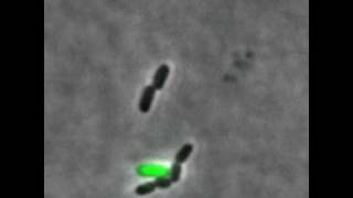 Bacteriophage lambda lysis and lysogeny [upl. by Orland]