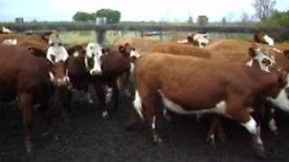 52 Hereford Simmental Shorthorn X Heifers [upl. by Furie]