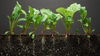 Spinach TimeLapse  40 days  Soil cross section [upl. by Eerahs616]