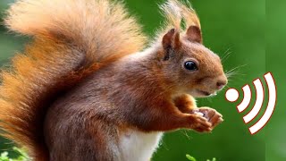 Squirrel Sounds  Male squirrel mating call sound [upl. by Annabel713]