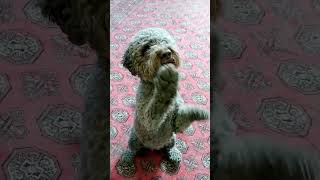 Lagotto Romagnolo training dog dogtraining dogtricks smartdog lagottoromagnolo lagotto [upl. by Isbella]