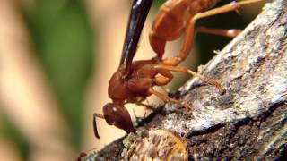 The beautiful Red Wasp Florida in Your Backyard1080p [upl. by Us]