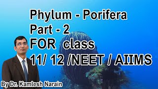 Phylum  Porifera  Sponges Part  2 FOR class 11 12 NEET  AIIMS By DR KAMLESH NARAIN [upl. by Ayihsa]