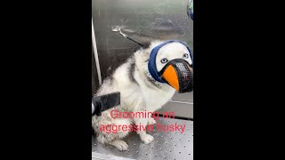 Screaming Husky Gets Groomed  Howling Aggressive Husky [upl. by Onofredo]