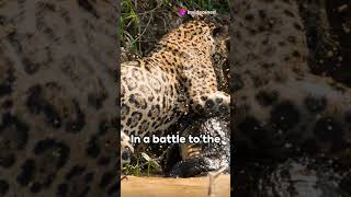 Caiman crocodile 🐊 🐊 vs Jaguar 🐆🐾subscribe wildlifes [upl. by Jara]