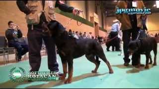 ROTTWEILER  CLASE JOVENES MACHOS  NORIS DE ROTACAN [upl. by Quackenbush]