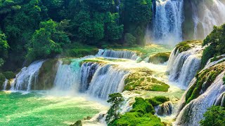 Relaxing Meditation Music  Bird Sounds Water Sounds Stress Relief Music Sleep Music [upl. by Norwood]