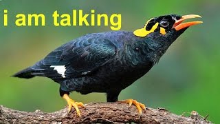 talking myna bird  waw [upl. by Pollak238]