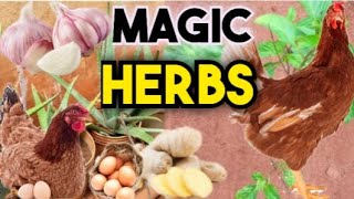 Seven Important Organic herbs to use in your poultry  chicken farming [upl. by Lorelle880]