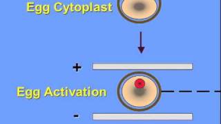 Stem Cells What are Nuclear Transplant Stem Cells [upl. by Dragon]