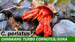 Kelomang Coenobita Perlatus dengan Cangkang Turbo sazae  Relaxing Video  Crabpedia [upl. by Othilia]